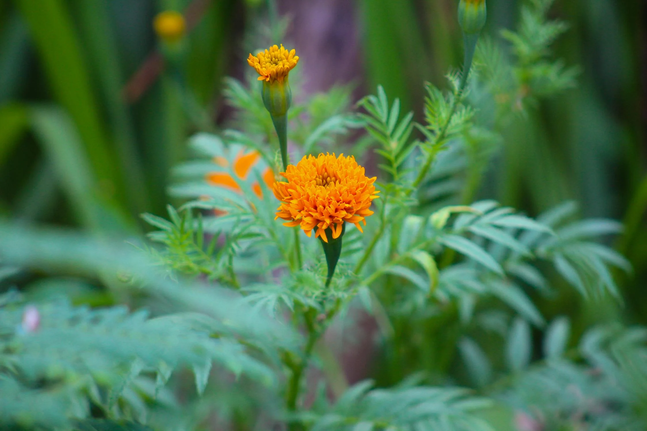Rośliny na komary i kleszcze Tagetes (aksamitki) – rośliny na komary i kleszcze