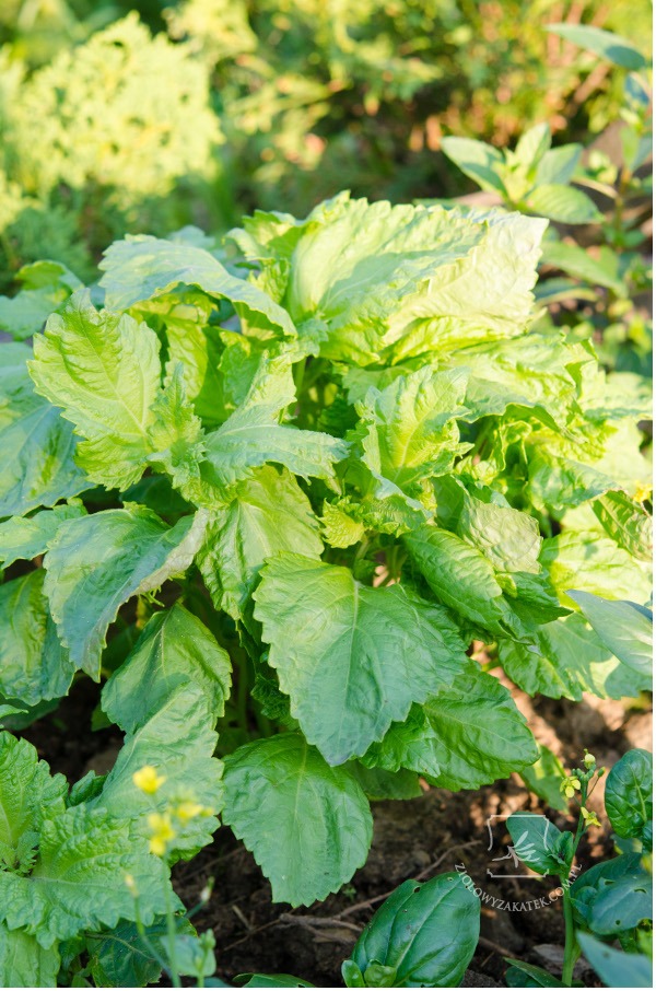 shiso_perilla