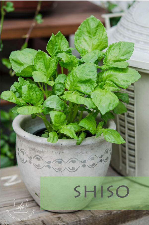 shiso_perilla_1 shiso