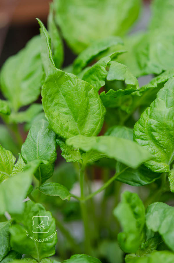 shiso_perilla_green młode liście shiso