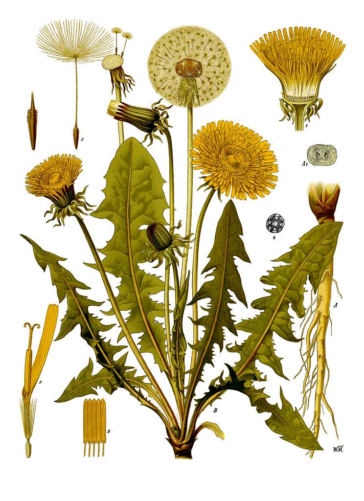 Mniszek lekarski działanie Taraxacum officinale ilustracja