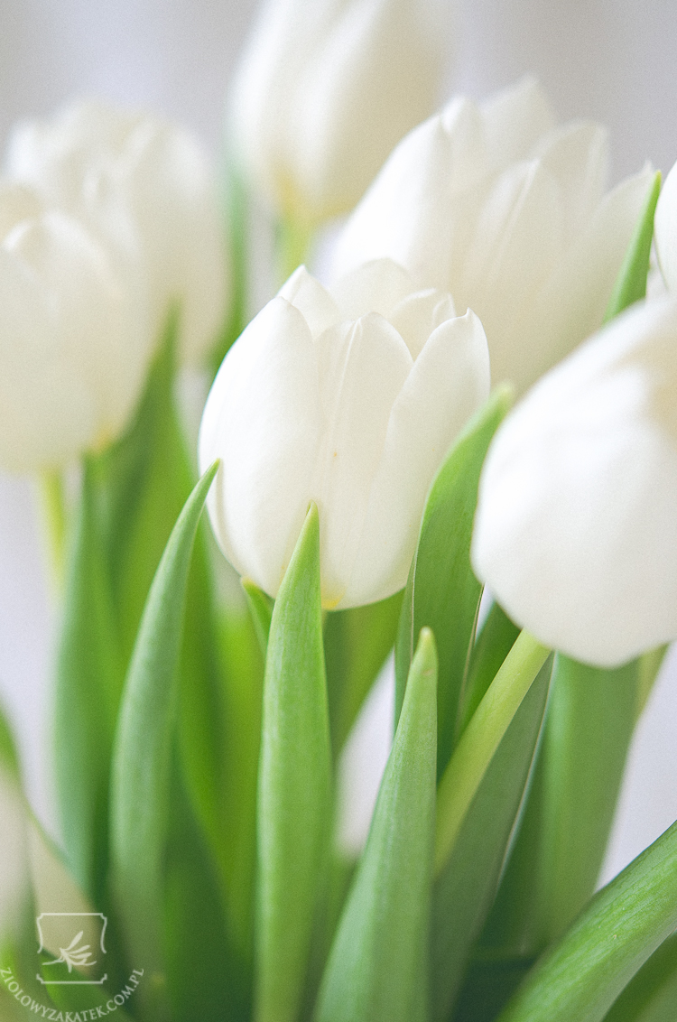 tulipan