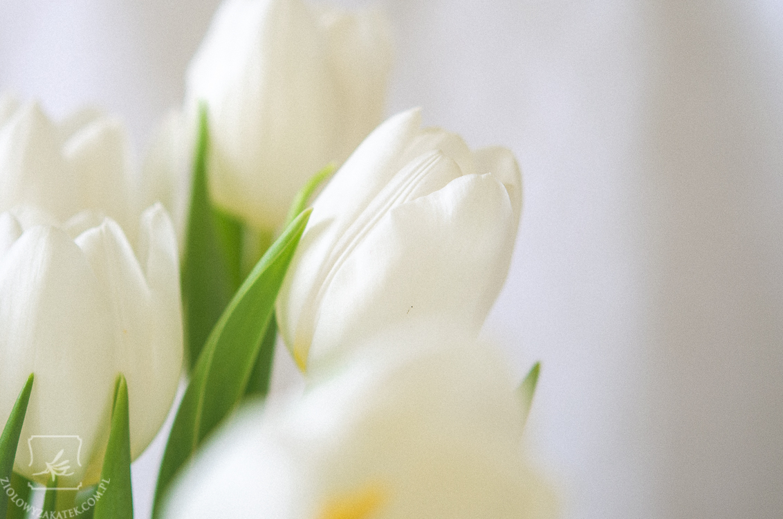 tulip[an-8