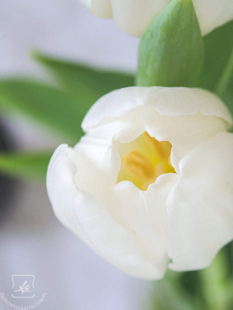 tulipan-bialy