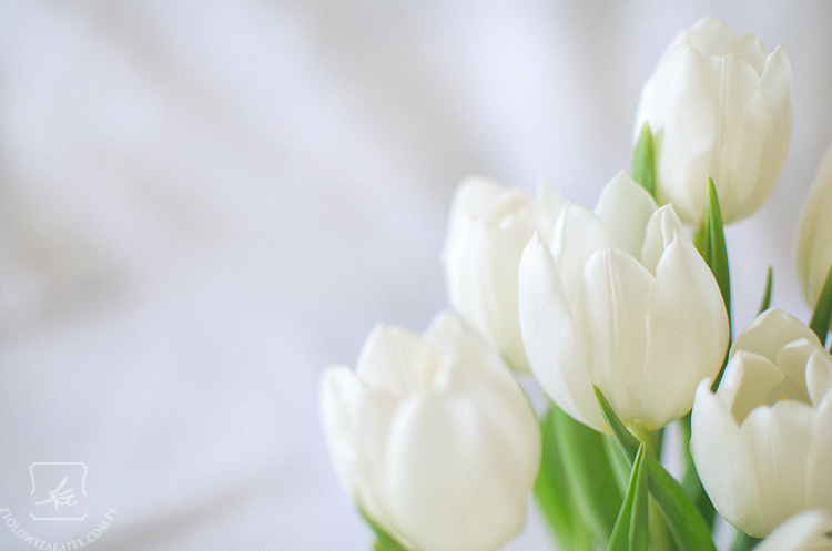 tulipan-mini-2