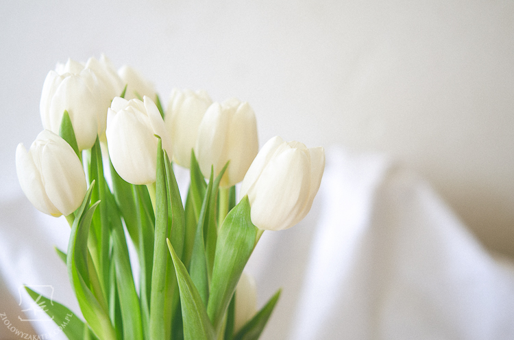 tulipan-mini-3