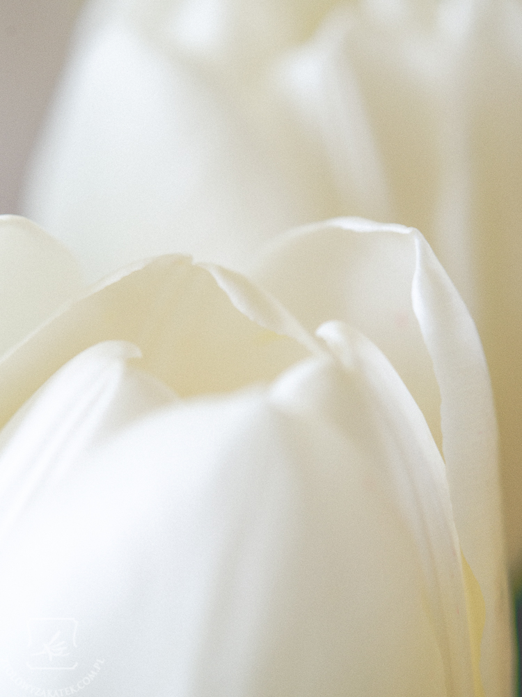 tulipan-mini-4
