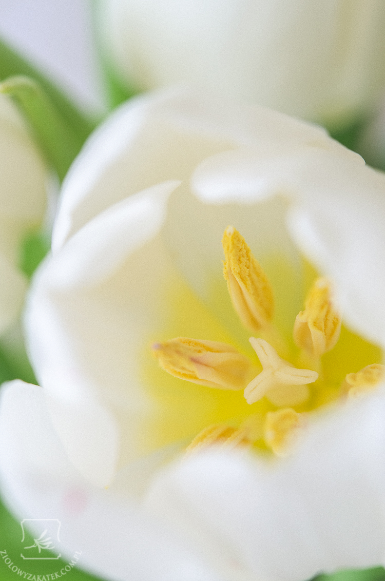 tulipan-mini-5
