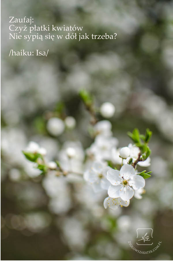 wiersz_haiku_wisnie