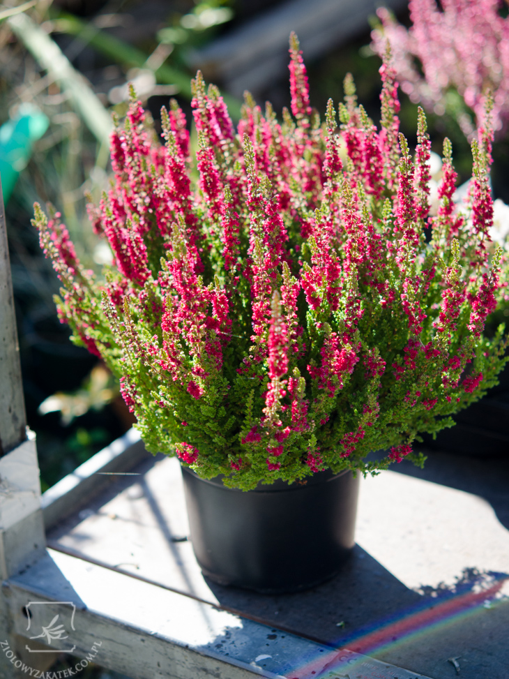 Calluna vulgaris Dark Beauty