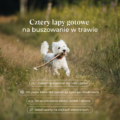 Biały pies rasy West Highland White Terrier biegnie z patykiem w pyszczku po zielonej trawie – spray spacerowy Nutta® Pets chroniący przed kleszczami.
