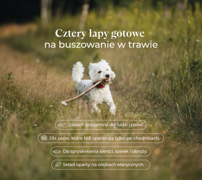 Biały pies rasy West Highland White Terrier biegnie z patykiem w pyszczku po zielonej trawie – spray spacerowy Nutta® Pets chroniący przed kleszczami.
