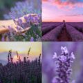 Naturalny żel pod prysznic i do rąk Lavandula Klaudyna Hebda, fioletowe pole lawendy, delikatny różowy jedwab i kobieta pod prysznicem