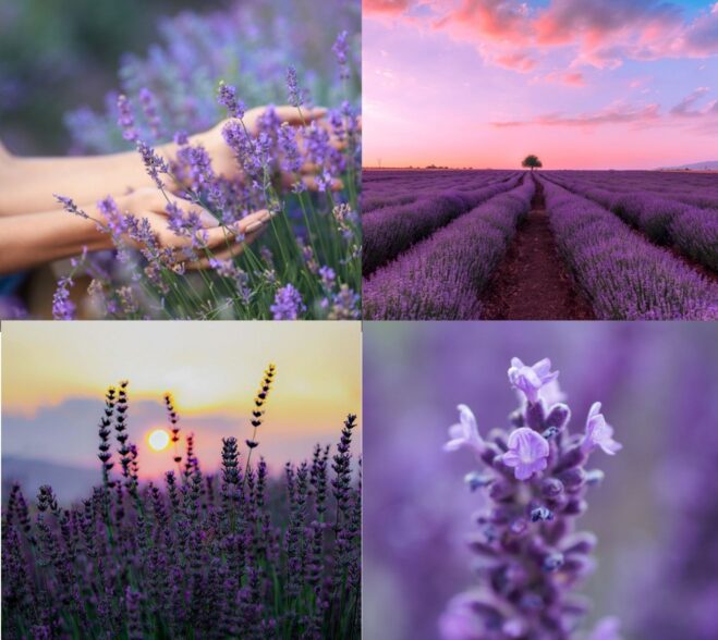 Naturalny żel pod prysznic i do rąk Lavandula Klaudyna Hebda, fioletowe pole lawendy, delikatny różowy jedwab i kobieta pod prysznicem