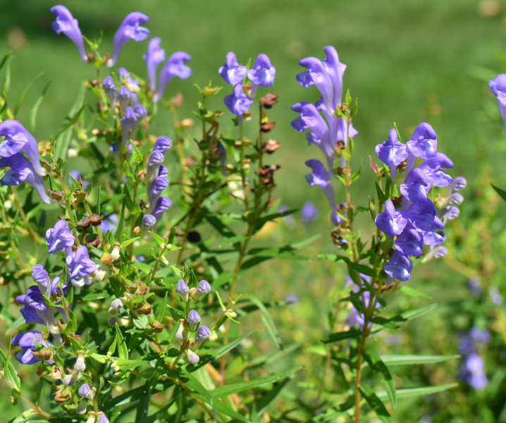 Tarczyca bajkalska (Scutellaria baicalensis) podczas kwitnienia.