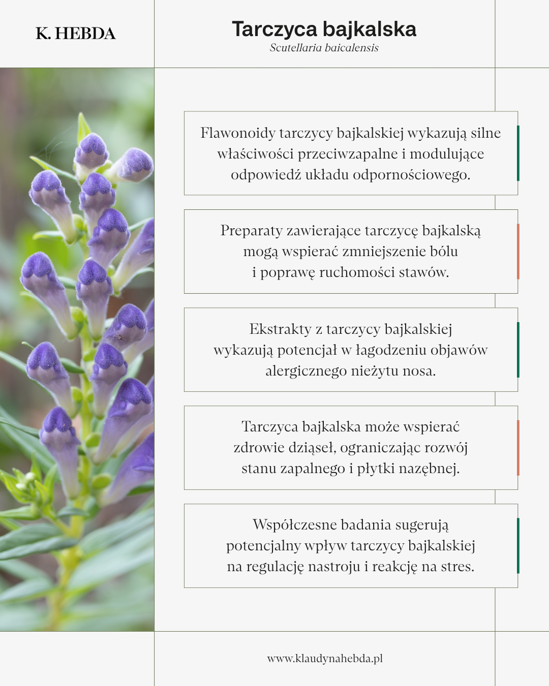 Infografika przedstawiająca najważniejsze właściwości tarczycy bajkalskiej (Scutellaria baicalensis) potwierdzone w badaniach naukowych.