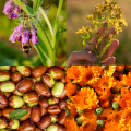 Kolaż składników Aromabaza Klaudyna HEBDA: żywokost, dziurawiec, nagietek, jojoba oraz butelka produktu w centrum.