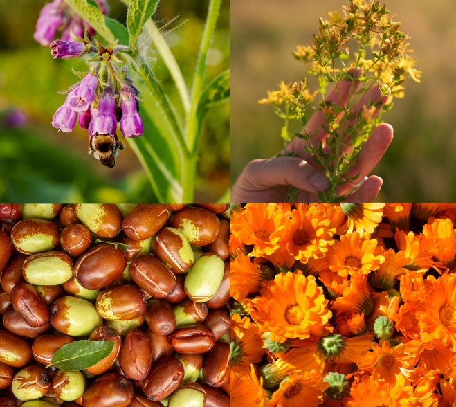 Kolaż składników Aromabaza Klaudyna HEBDA: żywokost, dziurawiec, nagietek, jojoba oraz butelka produktu w centrum.