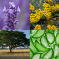 Składniki, które znajdziesz w balsamie naprawczym: lawenda, aloes, kadzidłowiec, rumianek, panthenol, kocanki włoskie