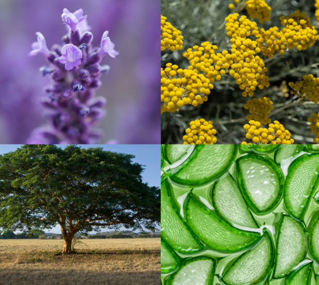 Składniki, które znajdziesz w balsamie naprawczym: lawenda, aloes, kadzidłowiec, rumianek, panthenol, kocanki włoskie
