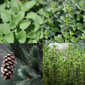 Czteroczęściowy kolaż przedstawiający naturalne składniki roślinne: świeże liście oregano, majeranku, tymianku oraz zielone gałązki sosny z szyszką, wchodzące w skład Plastrów Lekki Oddech.