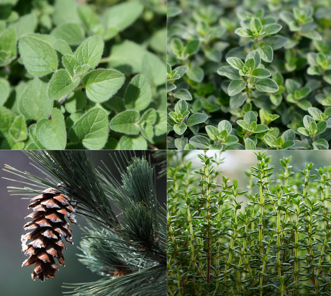 Czteroczęściowy kolaż przedstawiający naturalne składniki roślinne: świeże liście oregano, majeranku, tymianku oraz zielone gałązki sosny z szyszką, wchodzące w skład Plastrów Lekki Oddech.