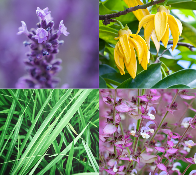 Kolaż czterech zdjęć z roślinnymi składnikami sprayu DobraNocka: fioletowa lawenda, żółty ylang-ylang, zielona trawa i fioletowa szałwia muszkatołowa.
