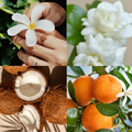 Kompozycja botaniczna suchego olejku Flower Paradox K. Hebda: białe kwiaty frangipani i jaśminu, kokos oraz dojrzałe cytrusy z kroplami wody.