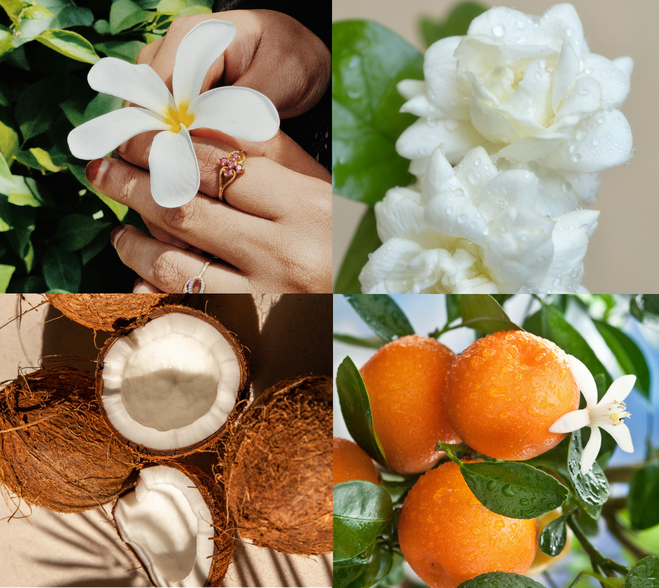 Kompozycja botaniczna suchego olejku Flower Paradox K. Hebda: białe kwiaty frangipani i jaśminu, kokos oraz dojrzałe cytrusy z kroplami wody.